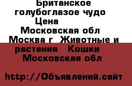 Британское голубоглазое чудо › Цена ­ 5 000 - Московская обл., Москва г. Животные и растения » Кошки   . Московская обл.